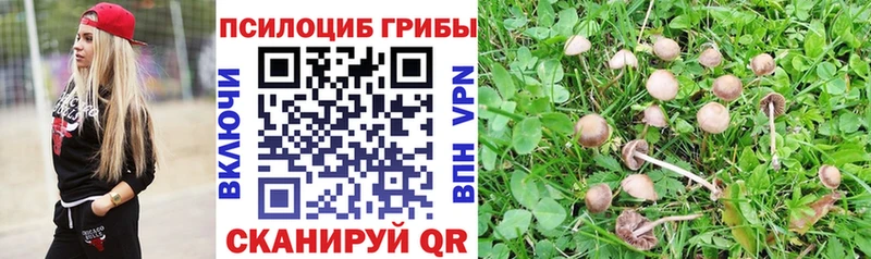 Псилоцибиновые грибы Cubensis  маркетплейс как зайти  Духовщина  MEGA вход 